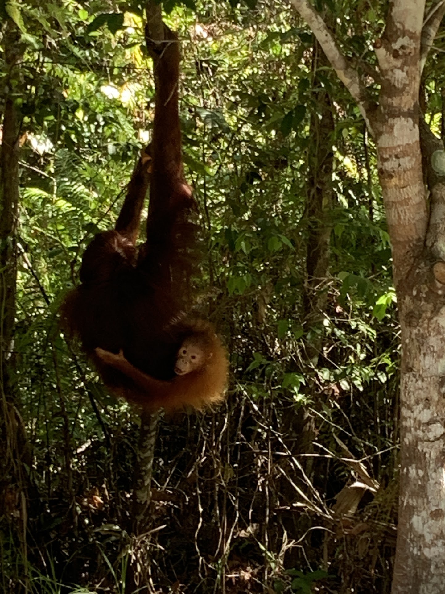 Semenggoh Wildlife Centre i Borneo - Borneo