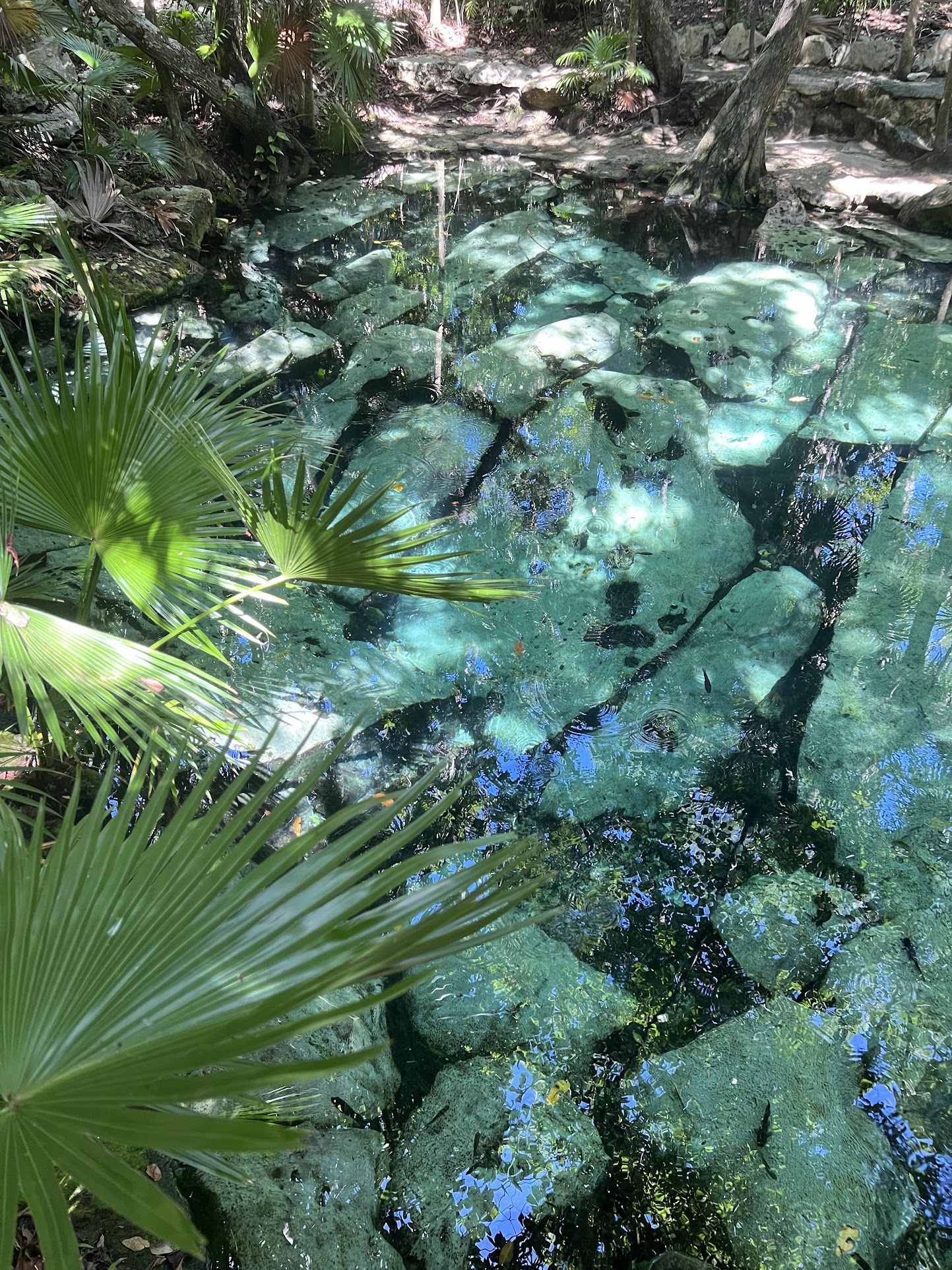 Min vilde cenote-adventure i Mexico - Mexico